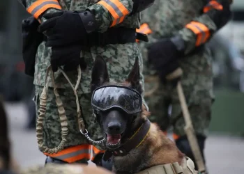 Así opera el cuerpo de élite del Ejercito Mexicano