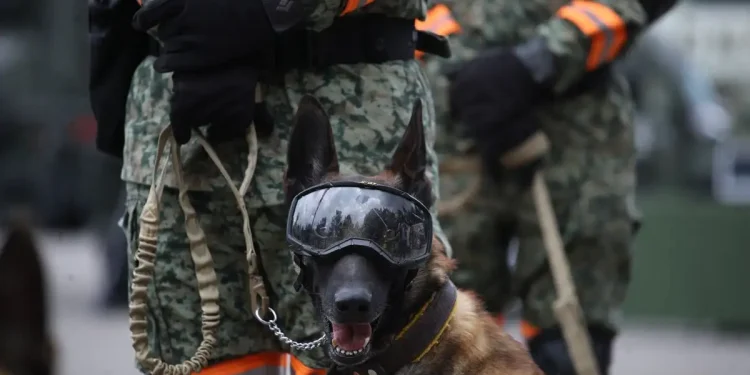 Así opera el cuerpo de élite del Ejercito Mexicano